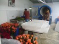/album/flores-liofilizadas/p1020689-jpg/