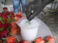 /album/flores-liofilizadas/p1020691-jpg/