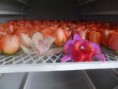 /album/flores-liofilizadas/p1020699-jpg/
