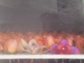 /album/flores-liofilizadas/p1020701-jpg/